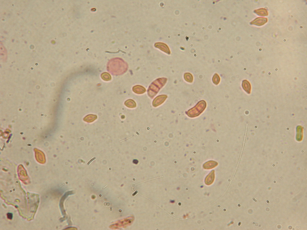 In mancanza di .... QUIZ